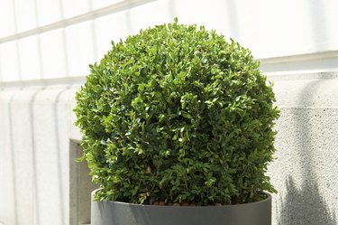 small bush