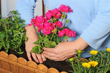 Planting a flower box