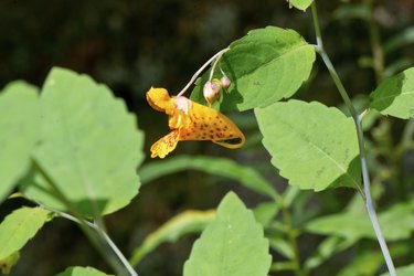 This side view of a jewel weed or touch-me-not (Impatiens capensis) flower shows the typical leaves as well as the flower.