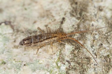 Springtail (Collembola) sitting on wood, extreme close-up