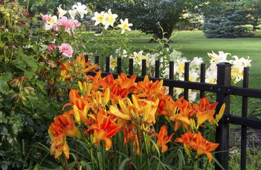 Daylilies in Bloom in Ohio