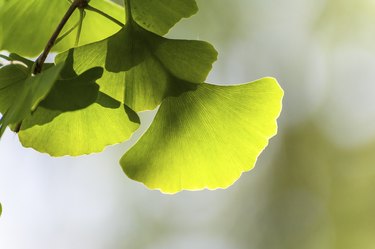 Closeup of ginko leaves under the sunshine