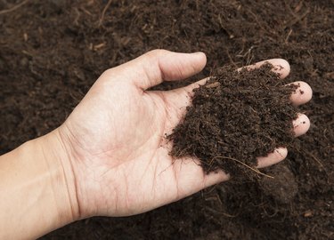 Soil- handful,female hands, humus soil