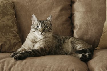 What Is a Pet-Friendly Leather Sofa? | Hunker