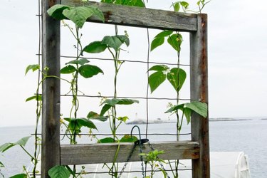 An old window frame that has been refashioned as a bean trellis in a seaside garden.