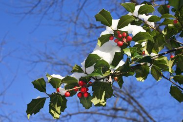 Holly Berries in the snow