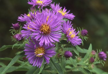 New England aster