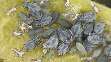 Aphids on bird-cherry leaf, extreme close-up with high magnification