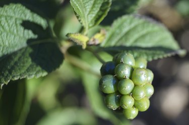 Lantana Flower Bud