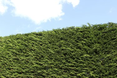 Image of tall Leyland cypress / Cupressus Leylandii hedge in garden