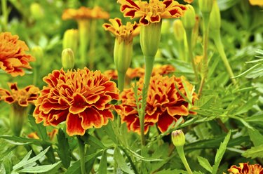 orange and red marigold