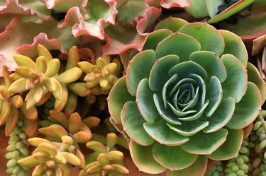 Succulent Plant