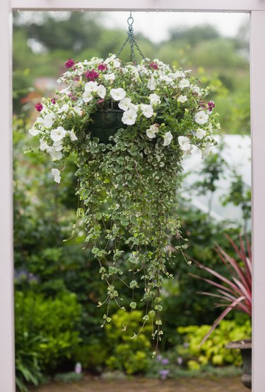 Hanging flower pot