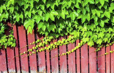 Red wooden wall with vine