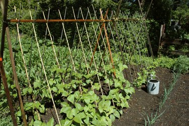 Organic gardening