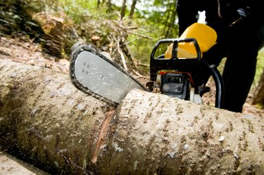 Cropped shot of logger slicing tree with chainsaw