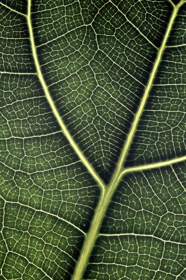 Fiddle Leaf Fig