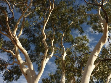 Ghost Gum tree in the Northern Territory central Australia