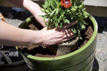 Hands place plant in a round green pot