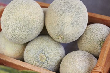 Cantaloupe