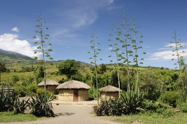 African landscape