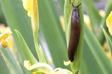 Nacktschnecke