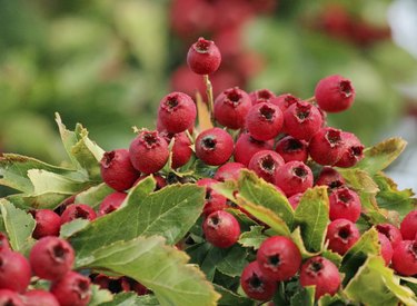 Fruits of pyracantha coccinea