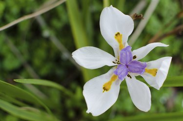 Dietes Grandiflora (Wild Iris)
