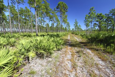 Pine Flatwoods in Florida
