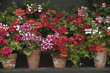 Pots of colourful geraniums