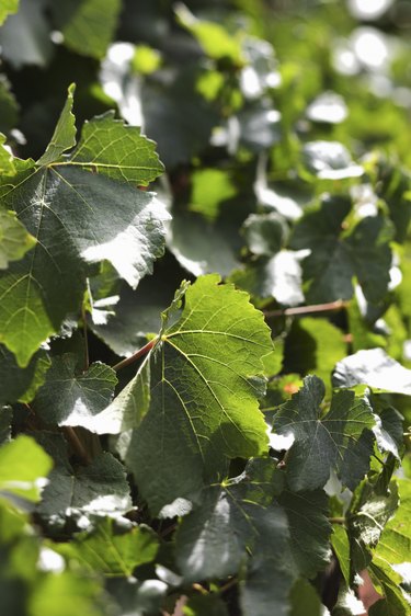 My English Ivy's leaves have been turning brown and crispy, and there are  some light green spots on some leaves. I haven't seen any signs of bugs or  any other pests. There