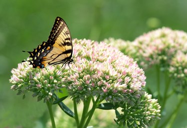 How to Transplant Sedum Autumn Joy | Hunker