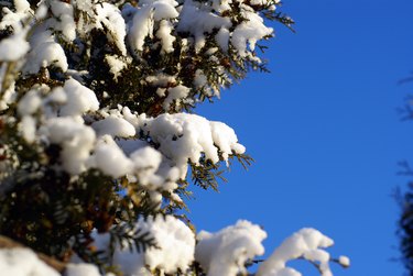 evergreen thuja branches with snow