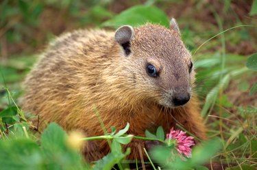 Groundhog eating a wildflower blossom