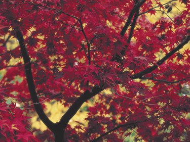 Maple tree in fall.