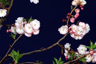 Crab apple blossoms