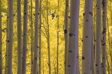 Grove of aspen trees or birch trees