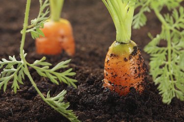 two carrots growing in the soil, very fresh
