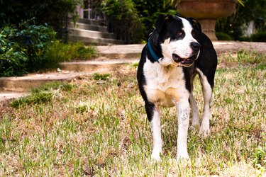 Dog standing in yard