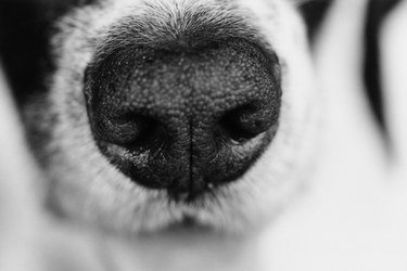 Dog's nose