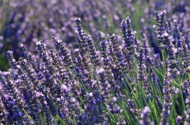 Blooming lavender