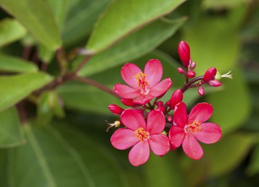 Oleander flower
