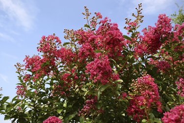 Red Crepe Myrtle against blue sky.