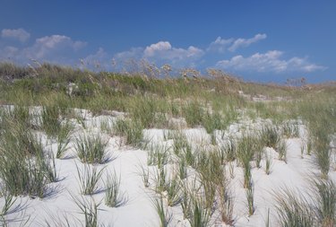 Beach Grass