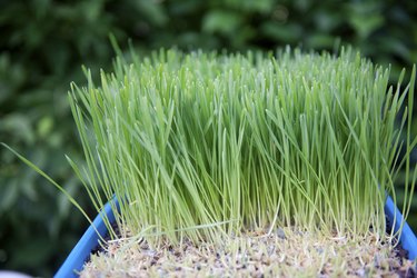 wheat grass