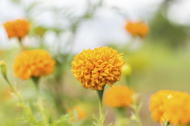 Marigold flower