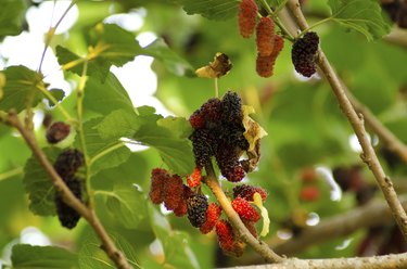 How to tell discount a mulberry tree