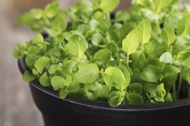 Basil seedlings