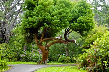 Red cedar tree shading a park in summer