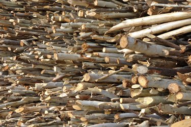 Pile of firewood Eucalyptus